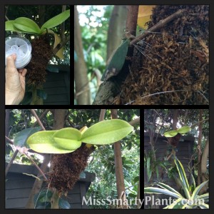 How to Grow Orchids in Trees