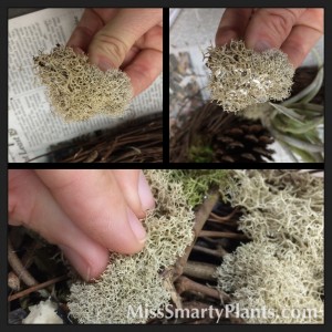 Lichen wreath