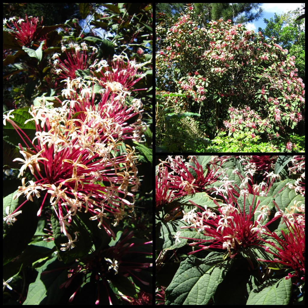 Cypress Gardens botanic gardens