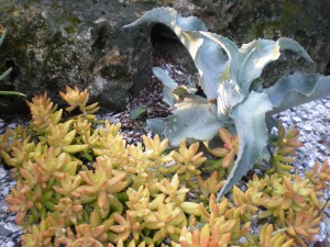 Best Succulents for Florida