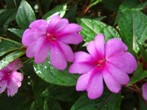 New Guinea 'Big Bounce Lavender' 