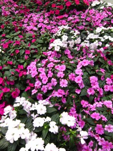 New Guinea impatiens 'Bounce'