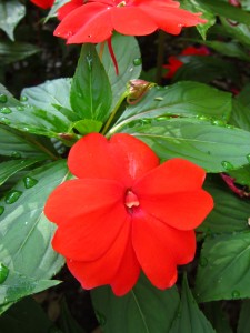 New Guinea impatiens 'Divine Orange'