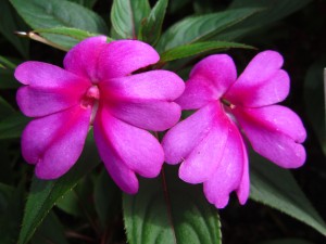 New Guinea 'Divine Scarlet Bronze Leaf'
