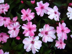 New Guinea 'Sunpatiens Compact Coral Pink'