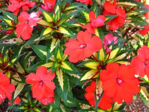New Guinea 'Sunpatiens Spreading Tropical Orange' 