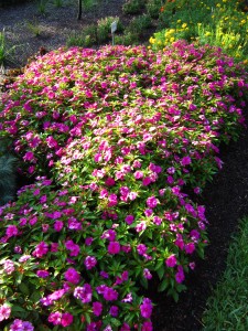 New Guinea impatiens 'Bounce Violet'