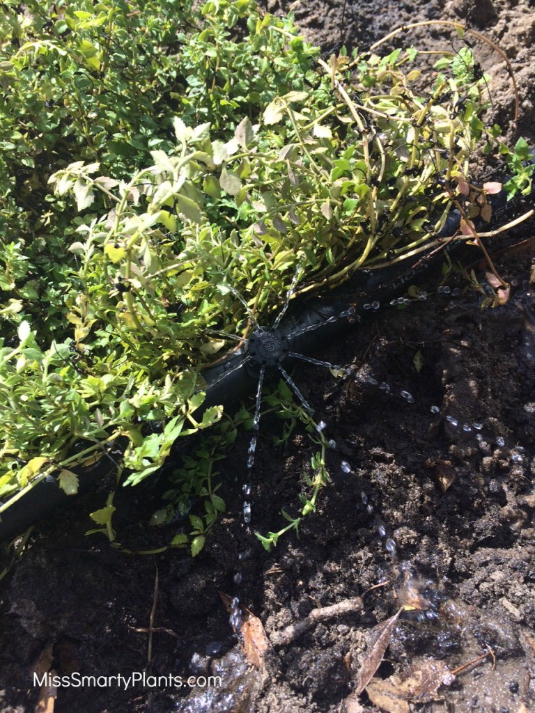 micro irrigation bubbler
