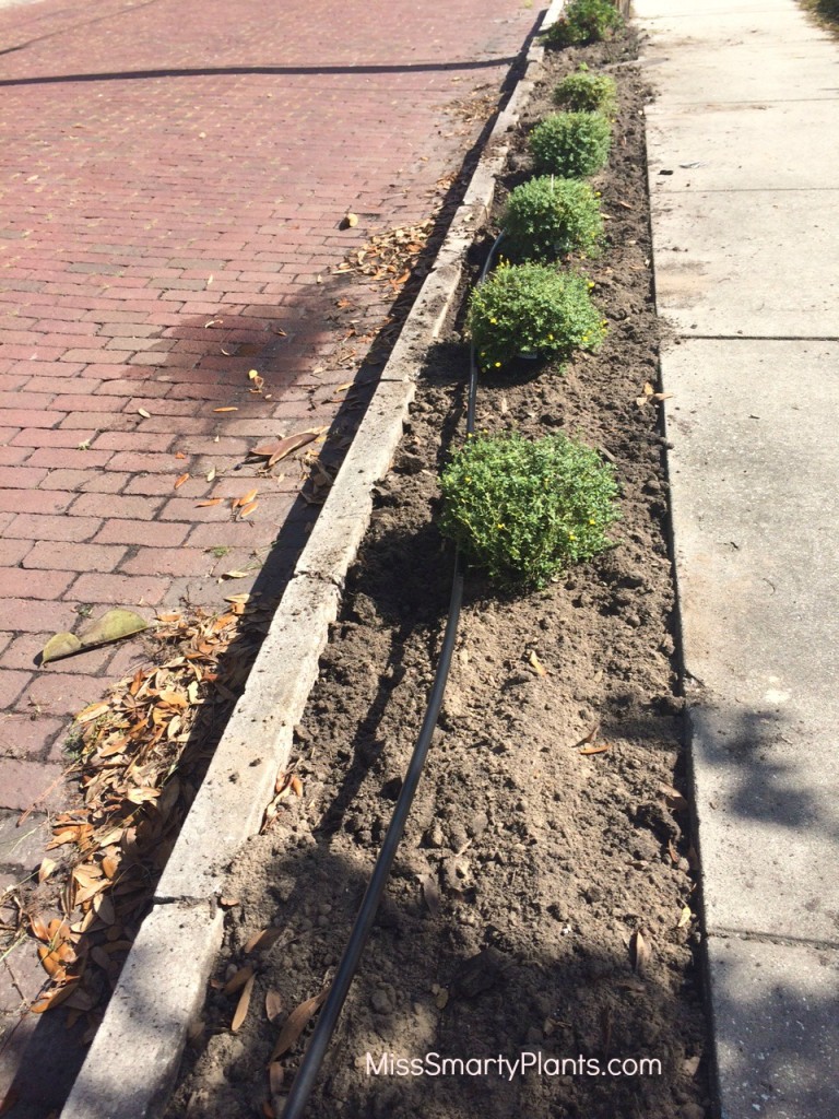 narrow strip irrigation