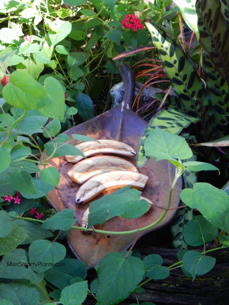 Bananas for butterfly food