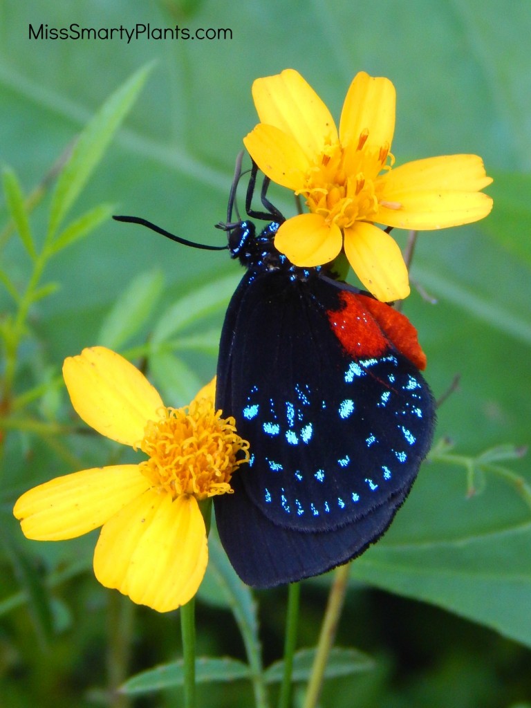 Atala Butterfly