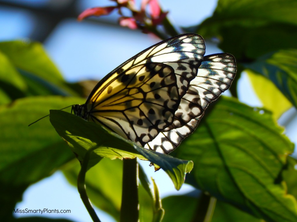 Butterfly Rainforest