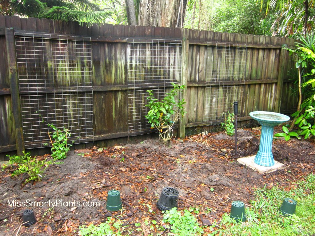 DIY trellis project