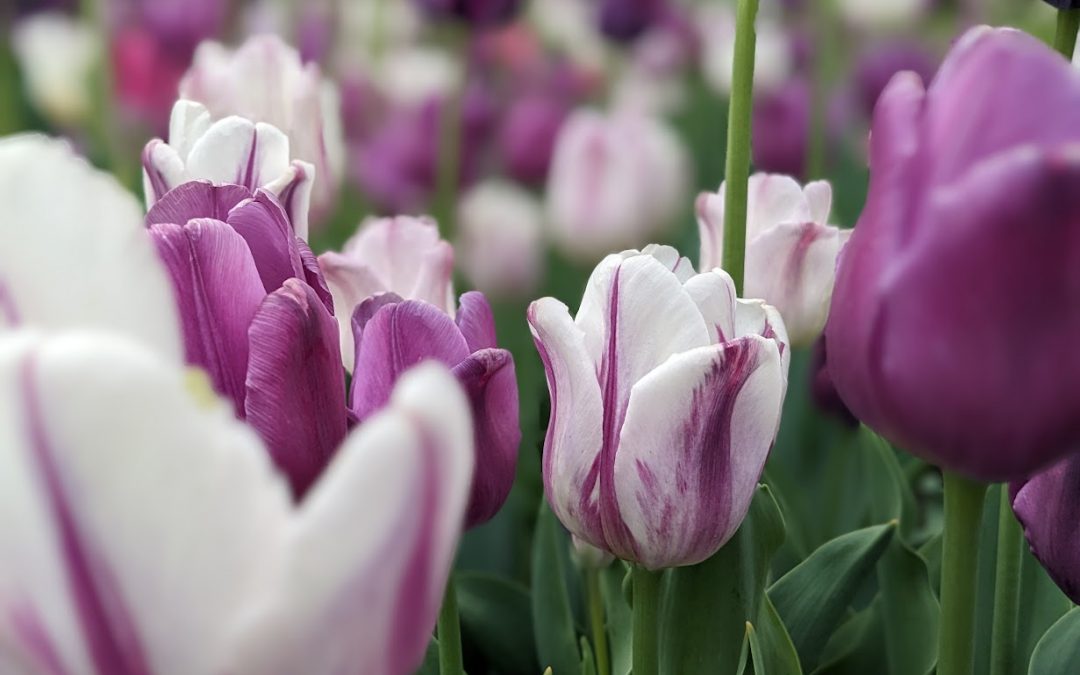 How To Truly Modernize Your Gardening